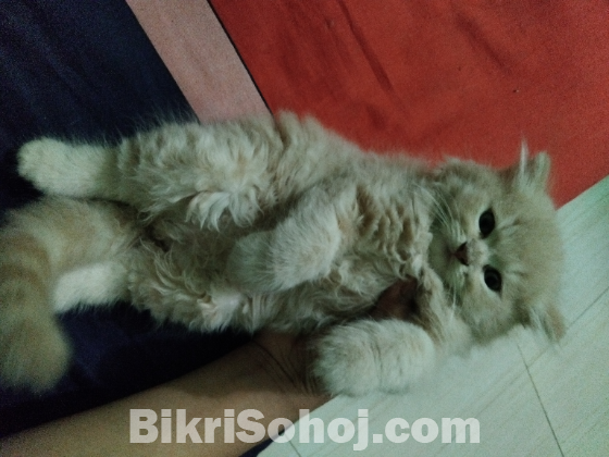 Persian male kitten